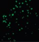 CASP4 / Caspase 4 Antibody (Internal)